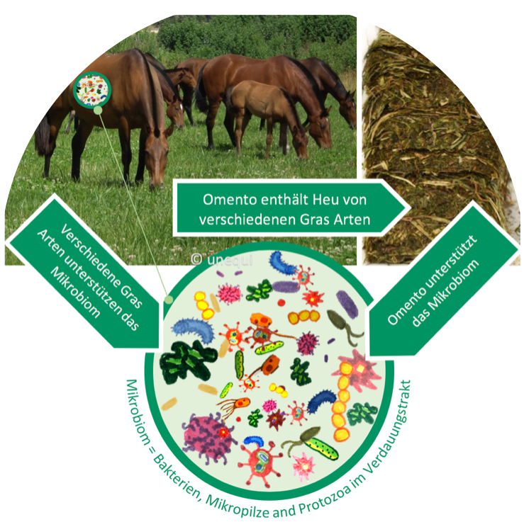 Mikrobiom: Wie sich OMENTO positiv auf den Darm Ihres Pferdes auswirkt.
