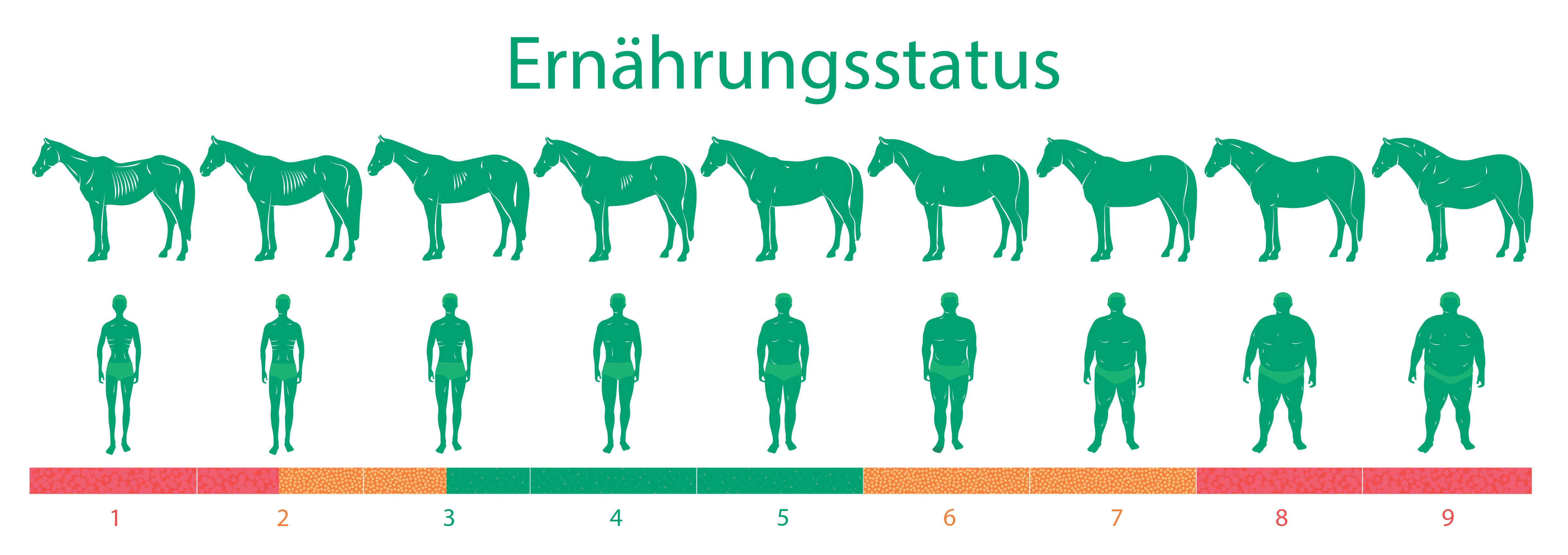 Gesundheitsfalle Übergewicht – der richtige Body Mass Index (BMI) des Pferdes